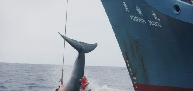 Uprkos oštrim kritikama: Japanski brodovi krenuli na Antarktik u lov na kitove