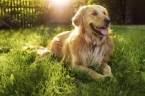 Zašto je možda baš zlatni retriver pas za vas