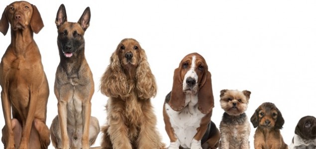 Šest mitova o psima u koje još uvijek vjerujemo