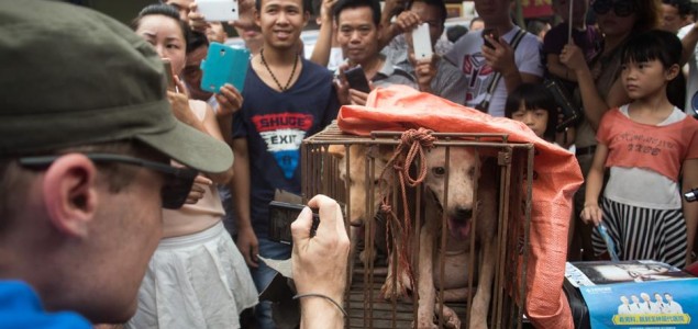 Kina: Aktivisti apeluju da se zabrani festival psećeg mesa