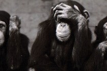 Hrvatska uvezla tri japanska majmuna