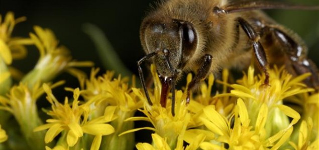Južna Afrika: Pčele mogu preživjeti i bez mužjaka