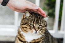 Preporuke veterinara: Držite mačke u kućama