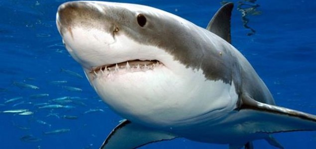 Bijele morske psine u JAR-u na rubu izumiranja