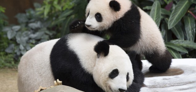 Kina je zabranila konzumaciju zaštićenih vrsta