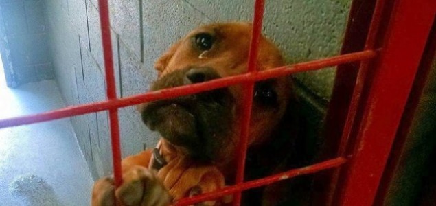 Pas koji plače u azilu