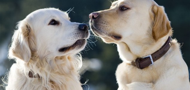 Osam stvari koje vlasnici pasa ne smiju zaboraviti