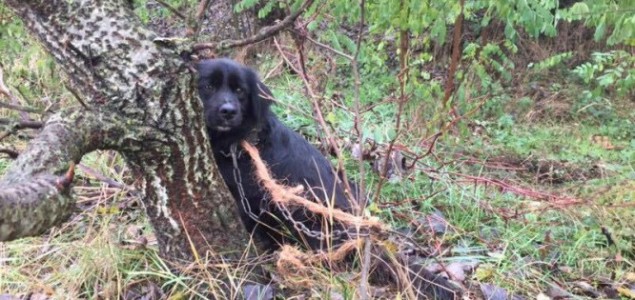 Subotičani daju 100 evra za ime vlasnika ovog psa: Vezao ga lancem u šumi i otišao…