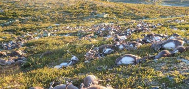 Zbog čega je ubijeno 80.000 arktičkih sobova?