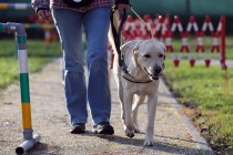 Dogs Trust ponovo nagrađuje osnovce u KS, a ove godine i u Kantonu 10