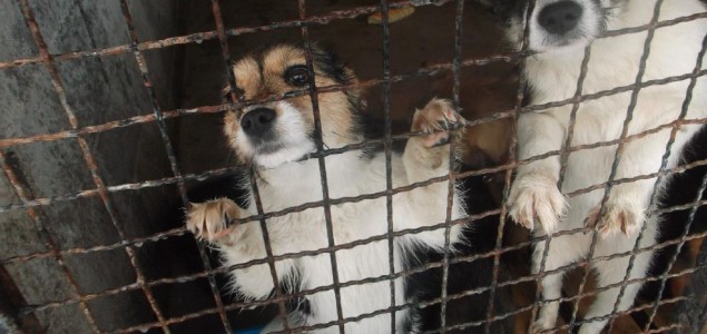 Azil u Prači trenutno dom za 500 pasa: Radnici i zaštitari životinja ih hrane i čiste