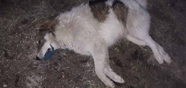 Tko je odgovoran za brutalno ubijanje pasa u Gornjem Vakufu/Uskoplju?