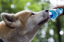 Saznajte koliko vode je potrebno psima da bi bili zdravi