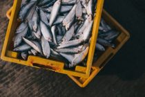 WWF upozorava: nestane li ribe, nestat će i ljudi