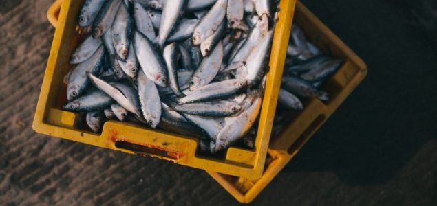 WWF upozorava: nestane li ribe, nestat će i ljudi