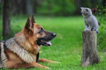Zbog čega postoji više rasa pasa nego mačaka?