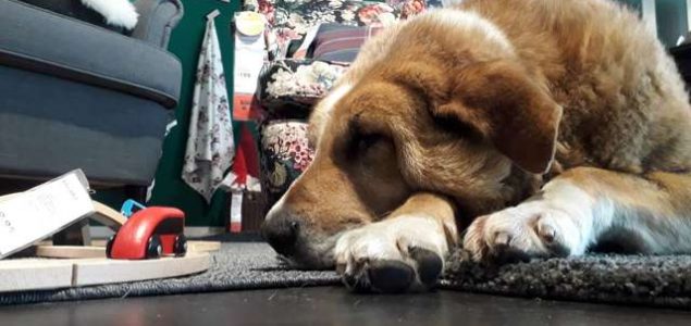IKEA-ina prodavnica u Italiji otvorila svoja vrata napuštenim psima
