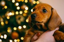 Nemačka: Nema udomljavanja pasa tokom novogodišnjih praznika