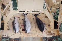 Japan počinje komercijalni lov na kitove u julu 2019.