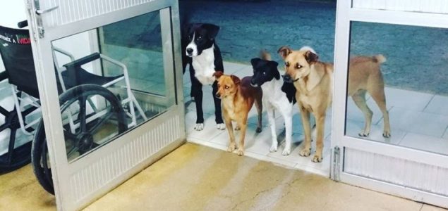 Beskućnika ispred bolnice čekala 4 psa o kojima se brine bolje nego o sebi
