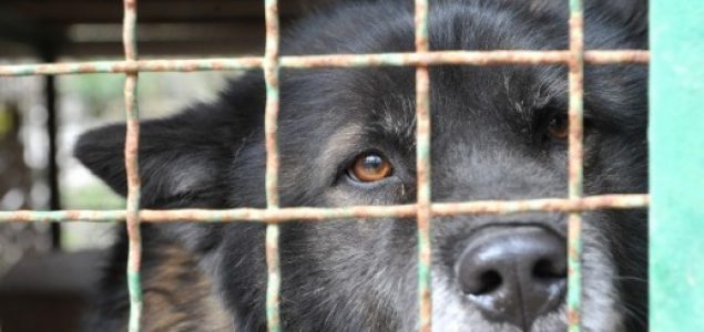 Onome tko udomi psa, općina Jelenje će prvih godinu dana kupovati hranu