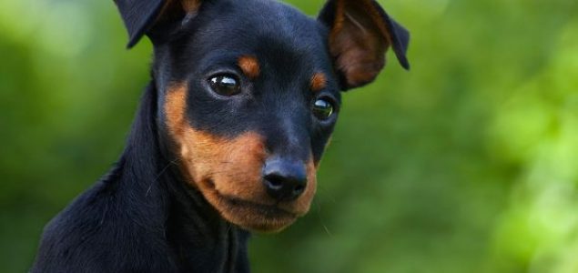 Misteriozni ljubimci: 7 neobičnih činjenica o psima koje mnogi ne znaju