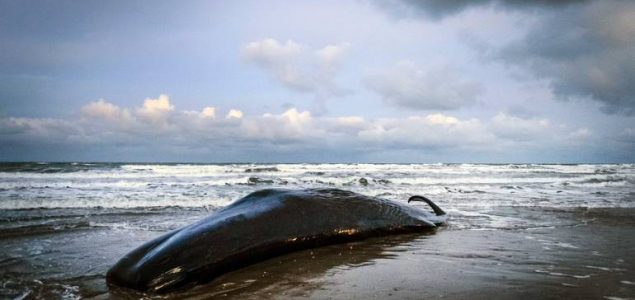 Na obali Sicilije pronađen kit pun plastike