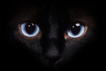 Zašto mačke po mraku vide bolje od ljudi?