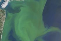 Velika plutajuća masa morskih algi proteže se duž Atlantika, naučnici zabrinuti