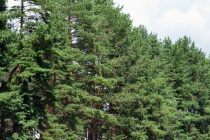 „ZASADI DRVO“: Početak najveće akcije sadnje stabala u Srbiji