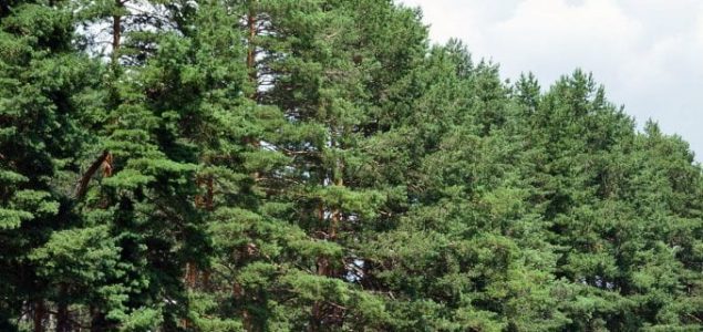 „ZASADI DRVO“: Početak najveće akcije sadnje stabala u Srbiji