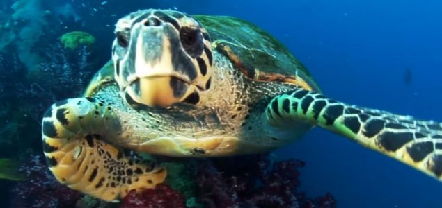Otkrivene kornjače koje svetle u mraku – i to u različitim bojama