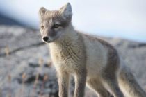 Lisica prešla put od Norveške do Kanade za 76 dana