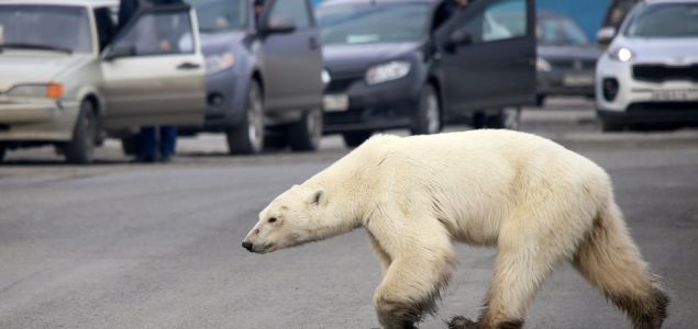 U potrazi za hranom, daleko od svog staništa: Mršavi polarni medved uočen u ruskom gradu