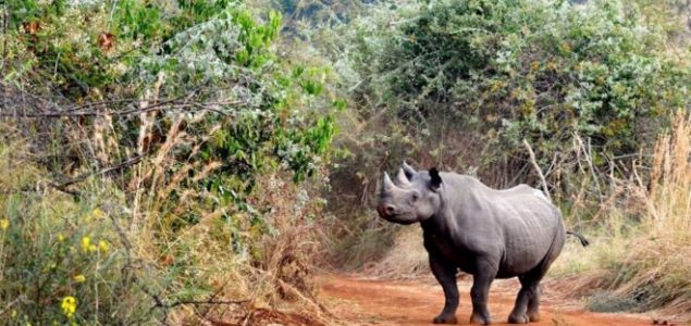 Nosorozi na slobodi: Evropski parkovi vraćaju životinje u njihovu domovinu
