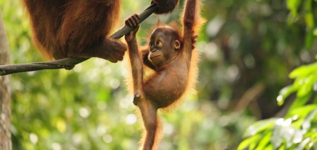 WWF upozorava: Proizvodnja palminog ulja uništava orangutane