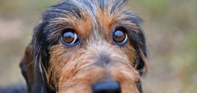 Mišići oko očiju pasa evoluirali zbog čoveka