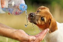 Saznajte koliko vode je potrebno psima da bi ostali zdravi
