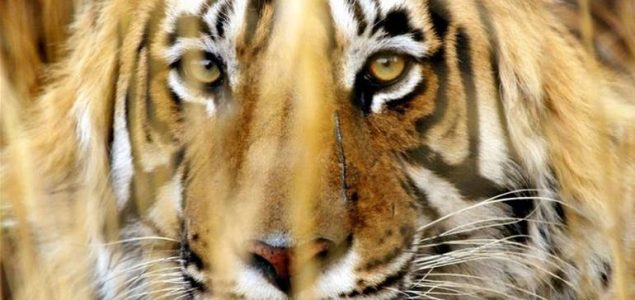 Populacija tigrova u Indiji povećala se za više od 30 posto