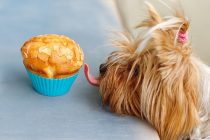 Naučnici upozoravaju: I prirodne zamene za šećer mogu da budu smrtonosne po pse