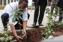 Etiopija postavila novi rekord: 200 miliona stabala drveća zasađeno u jednom danu