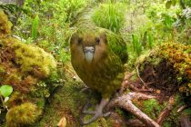Novi Zeland: Pticama bi trebalo 50 miliona godina da se oporave od ljudskog uticaja