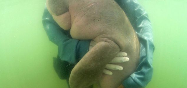 Tužne vesti: Tajlandsko mladunče dugonga uginulo zbog plastike u organizmu (FOTO)