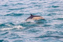 Delfini u Lamanšu ugroženi zbog zagađenosti