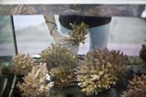 Veliki uspeh naučnika: Uspešno podstaknuto razmožavanje ugrožene vrste korala
