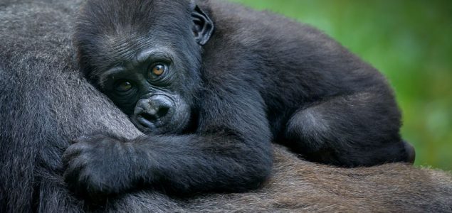 Gorile stvaraju veze slično ljudima, imaju proširenu porodicu i prijatelje