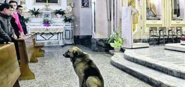 Svećenik iz Brazila pušta pse na misu, a razlog je prekrasan