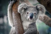 Ne, koale nisu funkcionalno istrebljenje – barem ne još!