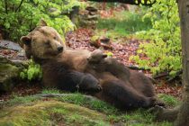 Predlog koji je podelio građane i političare: Rumunski senatori žele ozakonjenje lova na mrke medvede
