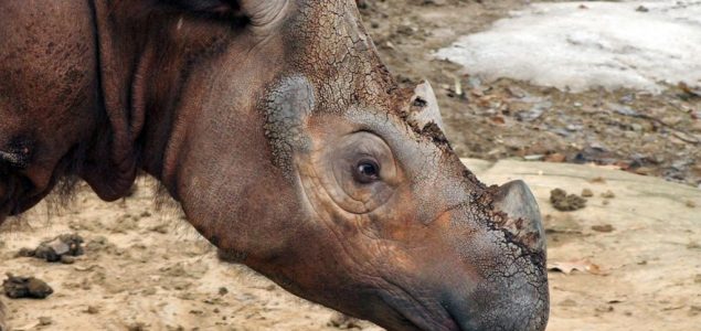 Vrsta dovedena na ivicu istrebljenja: Uginuo poslednji sumatranski nosorog u Maleziji